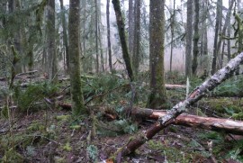 Blowdown on the Sitka Spruce trail