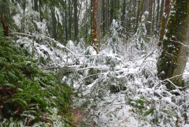 Middle Fork trail blowdown